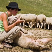 Bergère dans les Alpes - Soigne un mouton