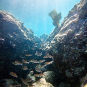 Fond sous-marin en Guadeloupe (environs de basse-terre).  Banc de poissons.