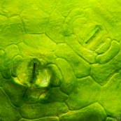 Stomate sur feuille de Nepenthes (microscopie)