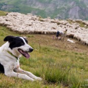 Chien de berger (ou chien de troupeau) au premier plan, avec le troupeau de brebis derriËre, et les bergers prodiguant des soins.