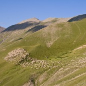 Travail des bergers en montagne dans les alpes. DÈpart du troupeau de brebis, le matin, en moyenne montagne, ciel bleu immaculÈ.