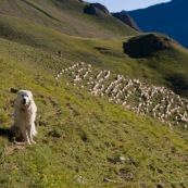 Chien de berger (patou, chien de montagne des pyrÈnnÈes) en train de poser devant son troupeau de brebis dont il assure la protection. 
Brebis en lignes dans les crails ‡ l'arriËre plan, ainsi que la bergËre.