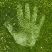 Empreinte de main humaine (droite) dans de la mousse végétale.