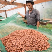 Cacao d'Amazonie