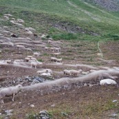 Troupeau de brebis rentrant le soir dans leur enclos. Filé, temps de pose long. Les deux chiens de berger (patous) se reposent au premier plan. En montagne, dans les alpes, travail des bergers.