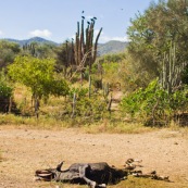 Vache morte dans un endroit désertique. Bolivie.