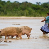 Bolivie passage d'une rivière par une paysanne avec des cochons. Traversée.