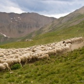 Berger avec son troupeau de brebis en montagne.
