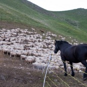 Berger en train de refermer l'enclos autour du troupeau de brebis, le soir, aprËs le retour ‡ la cabane de berger. Le cheval servant principalement à ravitailler, observe le remue-mÈnage. En pleine montagne dans les Alpes.