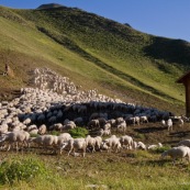 Cabane de berger au petit matin, le troupeau de brebis est sur le dÈpart pour rejoindre les paturages, en pleine montagne dans les Alpes.