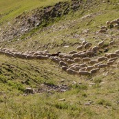 DÈpart de la bergËre avec son troupeau de brebis en montagne dans les Alpes, avec sa canne et son sac ‡ dos, pour la journÈe loin de la cabane de berger.