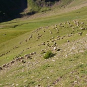 Brebis en montagne dans les alpes. Moutons.