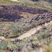 Un Quechua (Quichuas, Kichuas, Kichwas ou Kechuas), dans les Andes à 3500 metres d'altitude, descend de la montagne, avec ses chevaux, pour rejoindre la ville la plus proche, à 6 heures de marche. Pérou. Indiens.