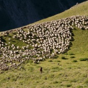 DÈpart de la bergËre et de son chien avec son troupeau de brebis en montagne dans les Alpes, avec sa canne et son sac ‡ dos, pour la journÈe loin de la cabane de berger.