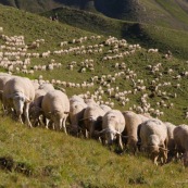 Troupeau de brebis, vue de devant, en premiËre ligne, a l'assaut des montagnes et des paturages (Alpes). Le berger est en arriËre plan. Le troupeau forme une premiËre rangÈe alignÈe, derriËre les brebis sont alignÈes dans les crails.