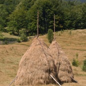 Meules de foin dans la campagne roumaine, ‡ l'ancienne, constituÈ d'un piquet au centre, le foin est amassÈ dessus. D'autres piquets en bois viennent maintenir l'ensemble. La meule se conserve ainsi. Roumanie.