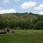 Mont du GÈant en arriËre plan (Coteaux de l'Aa). Vaches au premier plan.