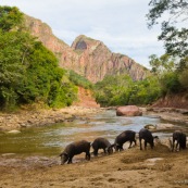 Cochons dans un beau paysage de montagnes en Bolivie, rivière, s'abreuvent. AMNI Rio grande valles crucenos .