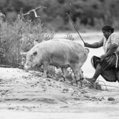 Bolivie passage d'une rivière par une paysanne avec des cochons. Traversée.
