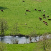 Pature ‡ vaches, vallÈe de l'Aa, au bord de la riviËre l'Aa. Troupeau de vaches.  Vue de dessus (depuis les plateaux calcaires).