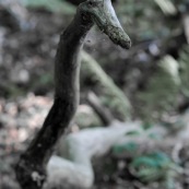 Branche d'arbre en forme de serpent