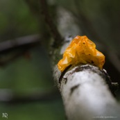 Champignon jaune orangÈe, trÈmelle, Tremella mesenterica Ègalement appelÈe Tremella lutescens. 
TrÈmelle sur un tronc d'arbre (feuillu), en compagnie d'un mille-pattes.