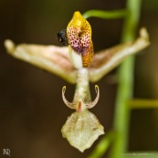 Gongora sp. orchidée en fleur avec abeille