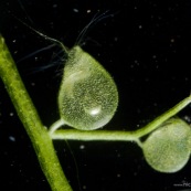 utricularia utriculaire piege outre sous-marine plante carnivore