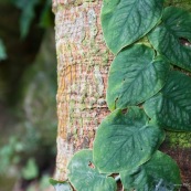 Monstera sp. feuilles grimpant sur un tronc d'arbre