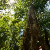 Hura crepitans L. Sablier sentier gros arbres à Saül en Guyane française. Arbre remarquable. Avec une jeune fille.