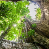 Ficus arbre tronc impressionnant à Saül en Guyane sur les sentier gros arbres. Forêt amazonienne arbre remarquable. forêt tropicale.