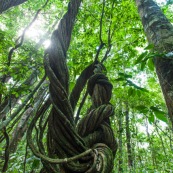 Liane forêt amazonienne en Guyane à Saül. Forêt tropicale.