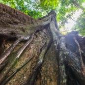 Ficus etrangleur Saül Guyane. Arbre remarquable. Figuier etrangleur. Forêt tropicale.