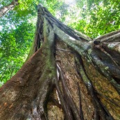 Ficus etrangleur Saül Guyane. Arbre remarquable. Figuier etrangleur. Forêt tropicale.