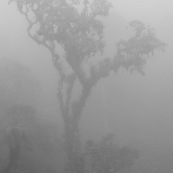 Bosque de Neblina