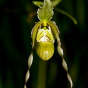 Phragmipedium pearcei. Fleur d'orchidee, verte, sur une paroi rocheuse au au bord d'une rivière.