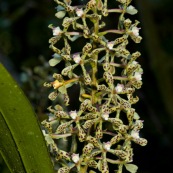 Prostechea vespa. Orchidée en fleurs.