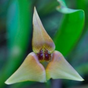 Trigonidium sp. orchidée