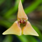 Trigonidium sp. orchidée