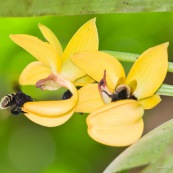 Mormodes sp. avec bourdon (orchidée) fleur