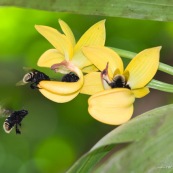 Mormodes sp. avec bourdon (orchidée) fleur