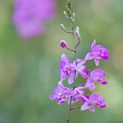 Orchidée violette