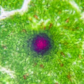Gossypium microscope