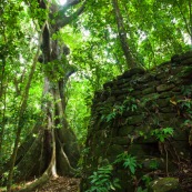 Ilet la mère en Guyane : vestiges ruine construction en forêt.