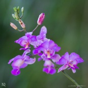 Bletia catenulata. Orchidée en fleurs, violette.