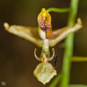 Gongora sp. orchidée en fleur avec abeille