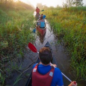 Marais de kaw en Guyane au lever du soleil. En canoe et kayak. Tourisme. Touristes.