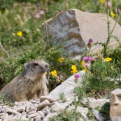 Classe : Mammalia
Ordre : Rodentia
Famille : Sciuridae
EspËce : Marmota marmota

Jeune marmotton ‡ la sortie de son terrier, vu de face, au milieu de fleurs de montagnes.