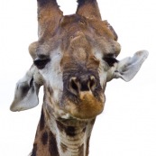 Girafe Afrique du Sud