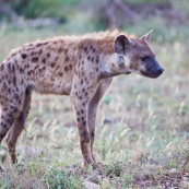 Hyène Afrique du Sud